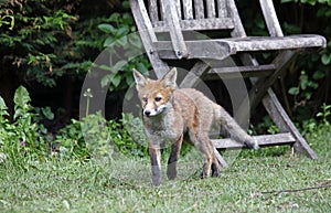 Fox cubs playing in the garden