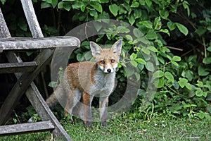 Fox cubs playing in the garden