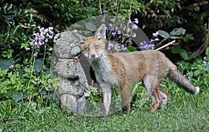 Fox cubs playing in the garden