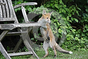 Fox cubs playing in the garden