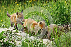 Fox cubs playing together near the den