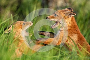 Fox cubs. Two young red Foxes playing in the grass