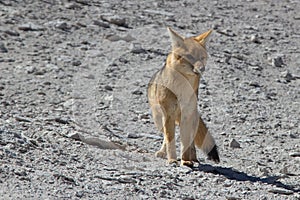 Fox in the desert