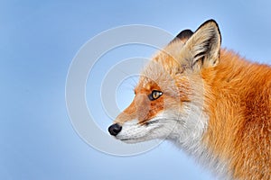 Fox, detail close-up portrait. Winter nature. Red fox in white snow. Cold winter with orange fur fox. Hunting animal in the snowy