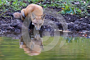 Fox Drinking