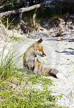 Fox in the dunes at the beach