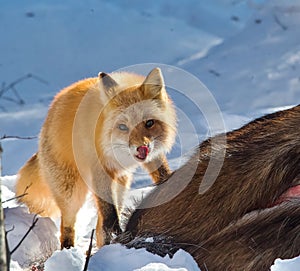 Fox Eating A Moose