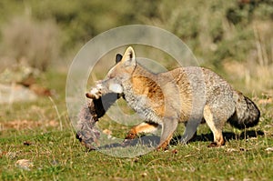 Fox escapes through the field with a dam in the mouth