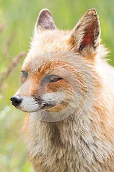 Fox face