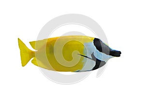 Fox Faced Rabbit Fish