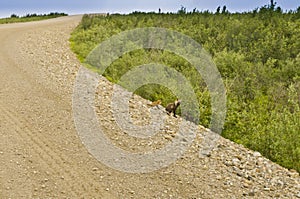 Fox family on Dempster Highway