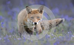 Fox in a field of bluebells