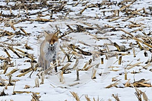 A fox in a field in winter