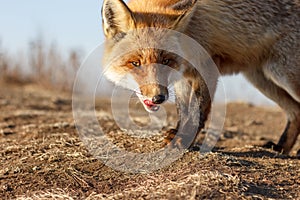 The fox fled in an attack