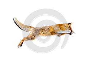 Fox flight. Jumping red fox, Vulpes vulpes, isolated on white background. Orange fur coat animal in winter. Fox in jump