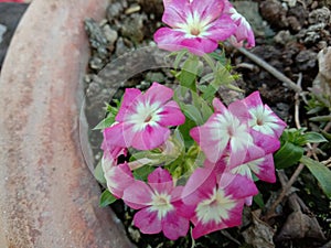 Fox flower plant blooming in India Uttar Pradesh Kanpur