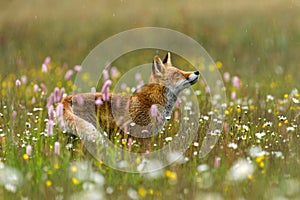 Fox in flowers. Red fox, Vulpes vulpes, standing on colorful flowered meadow and observing raindrops.
