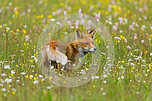 Fox in flowers. Red fox, Vulpes vulpes, sniffs about prey on flowered meadow. Orange fur coat animal hunting in spring rain.