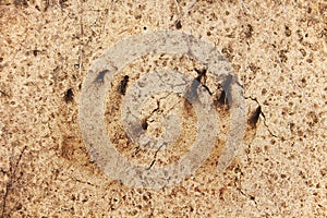 Fox footprint in a sand. Wild animal footmarks. Close-up