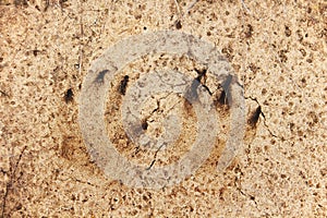 Fox footprint in a sand. Wild animal footmarks. Close-up photo