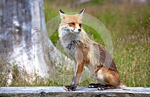 Fox in forest at High Tatras, Slovakia