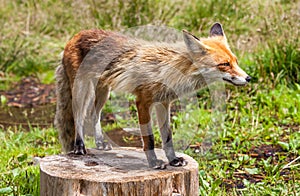 Fox in forest at High Tatras, Slovakia