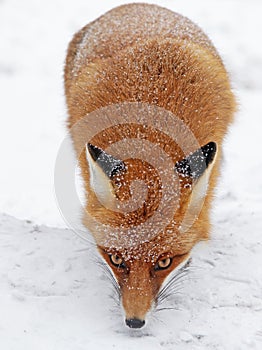 Fox in forest at High Tatras, Slovakia