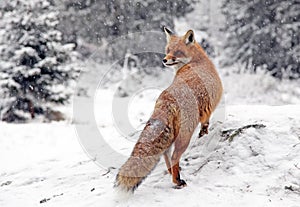 Fox in forest at High Tatras, Slovakia