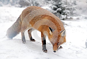 Fox in forest at High Tatras, Slovakia