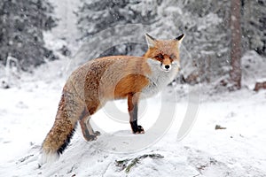 Fox in forest at High Tatras, Slovakia