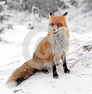 Fox in forest at High Tatras, Slovakia