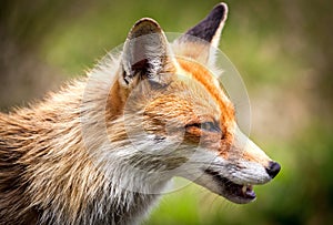 Fox in forest at High Tatras, Slovakia