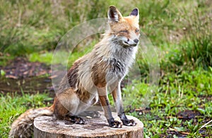 Fox in forest at High Tatras, Slovakia