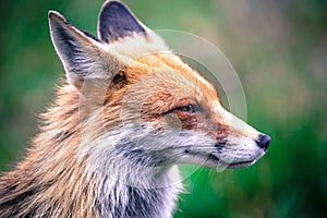 Fox in forest at High Tatras, Slovakia