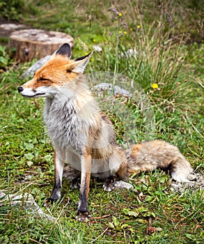 Fox in forest at High Tatras, Slovakia