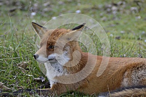 Fox in the forest in the netherlands