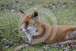 Fox in the forest in the netherlands