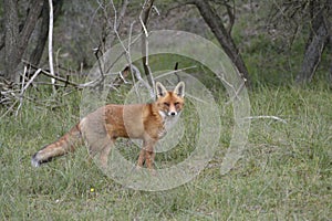 Fox in the forest in the netherlands