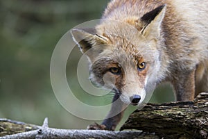 Fox in the forest in the netherlands