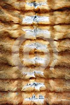 Fox fur background texture