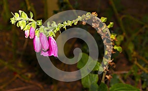 Fox glove