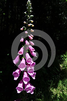 Fox glove dark