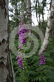 Fox glove, digitalis purpurea, flower in Sherwood Forest