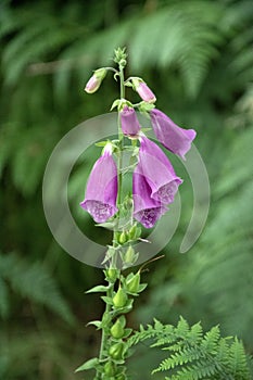 Fox glove, digitalis purpurea, flower in Sherwood Forest