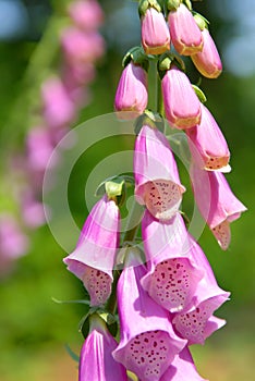 Fox glove flower