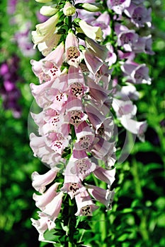 Fox glove flower