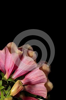 Fox glove flowers on black background