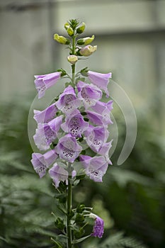 Fox glove thimble Flower with Purple blossom in the forest