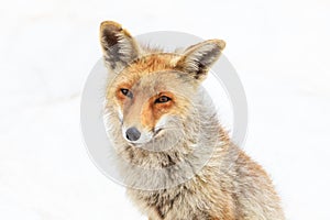 Fox in the Gran Paradiso national park