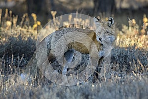 Fox in Grand Teton National Park